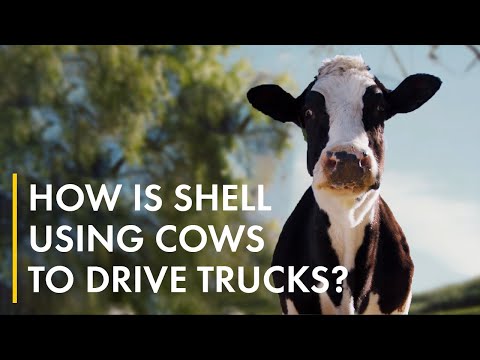 Cow poo. A new fuel for heavy transport! | Biofuels