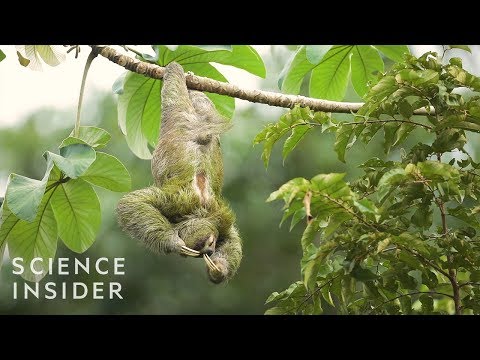 The Extreme Life Of A Sloth