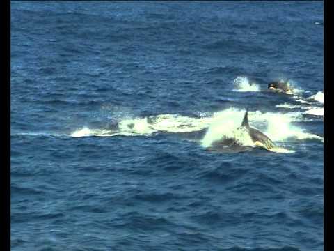 Animal Communication: Whales and Dolphins