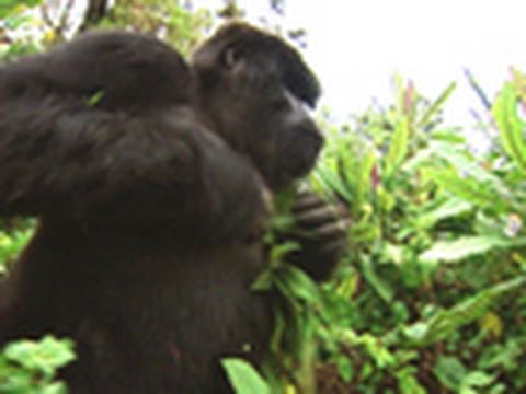 Survival Guide: Gorilla Attack | National Geographic