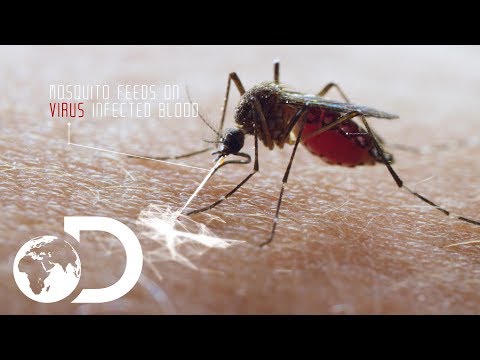 Deadliest Creature In the World | Mosquito