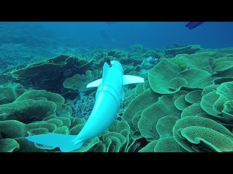 A Robotic Fish Swims in the Ocean