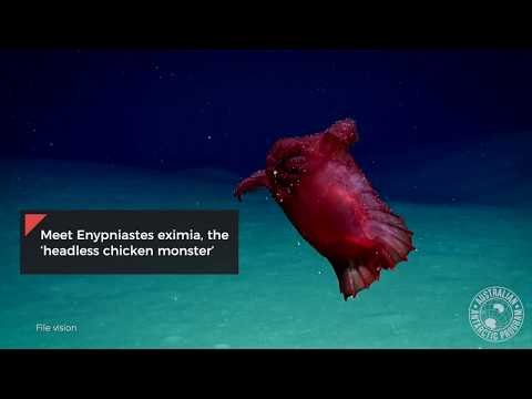 Underwater Camera Captures &quot;Headless Chicken Monster&quot;