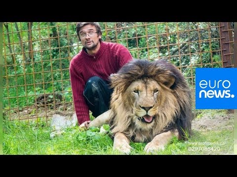 Czech man attacked and killed by lion he kept as pet