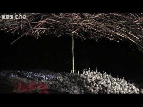 Life - The Vogelkop Bowerbird: Nature&#039;s Great Seducer - BBC