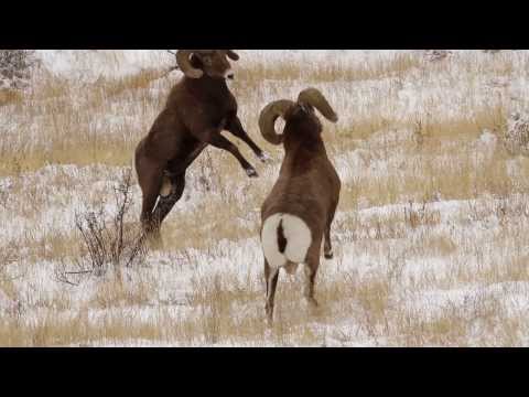 6 BIGHORN SHEEP RAMS HEADBUTTING in the RUT HD - Wildlife Photography/Colorado/Tetons/Jackson Hole