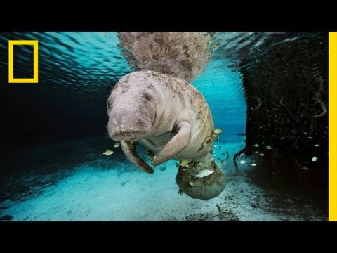 The Mermaid Myth | Nat Geo Live