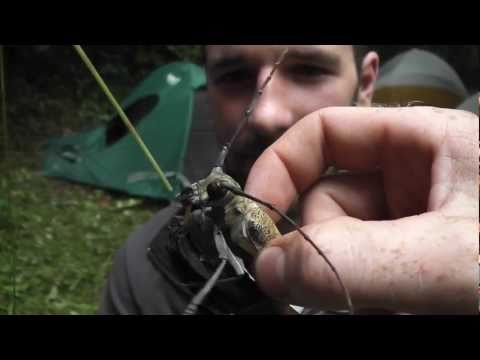 Angry Giant African Beetle