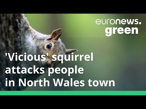 Vicious squirrel attacks and injures residents in a Welsh town during the holiday