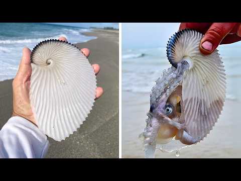 Greater Argonaut 🐙 Lives in a Paper Boat!