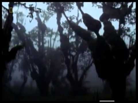 The Lost Film of Dian Fossey DOCUMENTARY (2002)