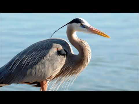 great blue heron sound, call