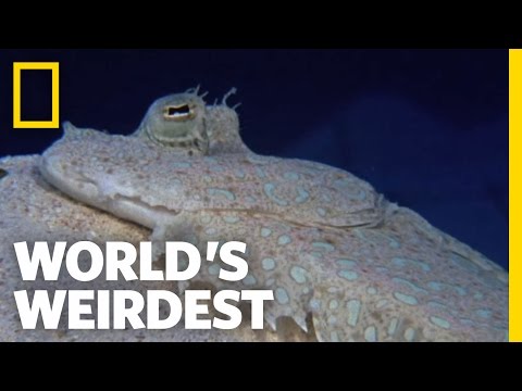 10 Bizarre Quirks Of Ocean Life Caught On Film - 80