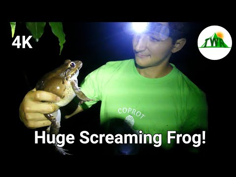 Huge Smoky Jungle Frog Screams Like A Human! (4K)