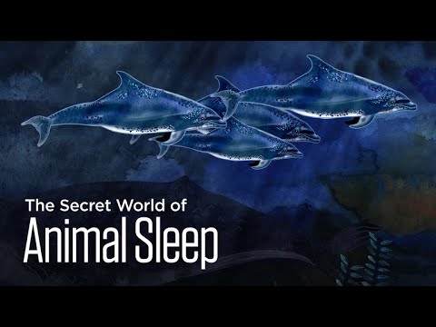 The Secret World of Animal Sleep: Dozing Dolphins