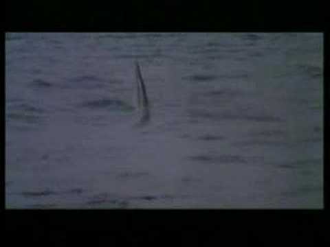 CRUEL JAWS (1995) Trailer