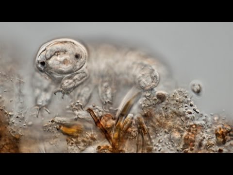 Water Bears Aren&#039;t As Cute As The Internet Thinks
