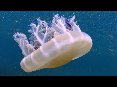 Jellyfish Sunbathing | BBC Earth