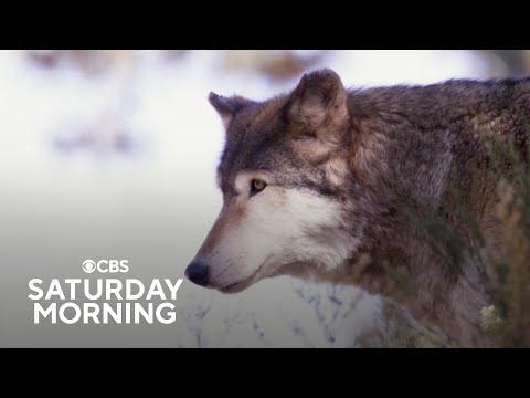 How the re-introduction of wolves is impacting Colorado