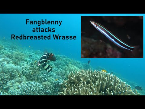 Fangblenny Attacks Redbreasted Wrasse