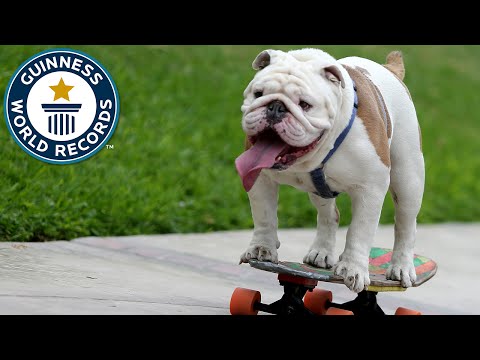 10 Unusual Guinness World Records - 45