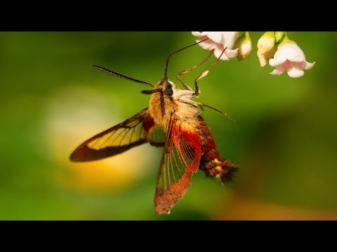 10 Strange Ways Insects Have Evolved To Survive - 77