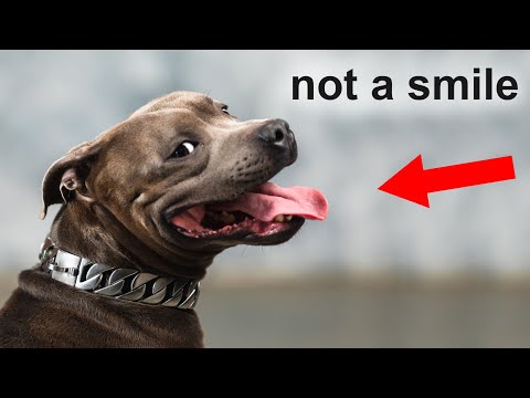 The Real Reason Dogs &quot;Smile&quot; Is Scary