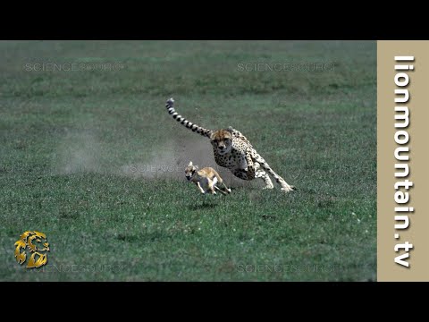 You Won&#039;t Believe How Fast a Cheetah Can Catch a Gazelle