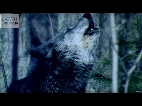 Why Do Wolves Howl At the Moon? | Zoo La La | Earth Unplugged