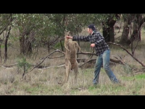 Why The Man Who Punched Kangaroo to Save His Dog Faces Backlash in Australia