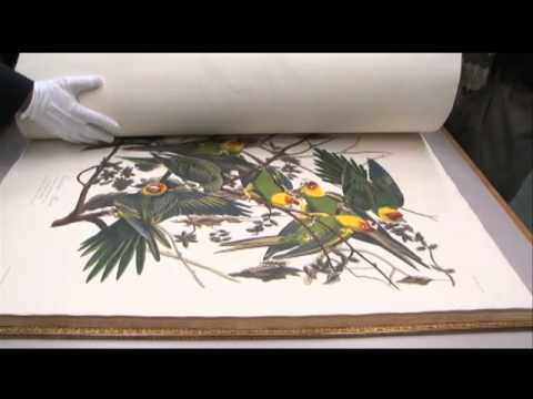 Audubon&#039;s Birds of America book