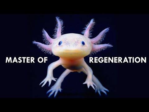 Axolotls are Masters of Regeneration