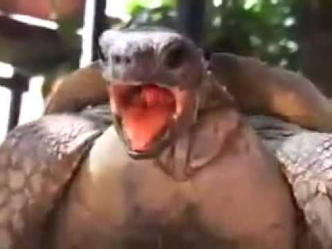 Turtles having sex!