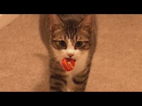 Cat Plays Fetch AMAZING