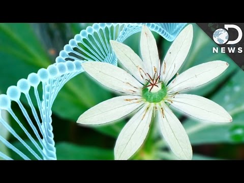 Why Do Humans Have Less DNA Than This Flower?
