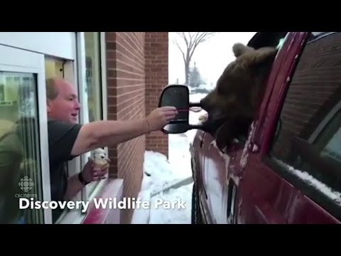 Canadian zoo faces charges after taking bear out for ice cream