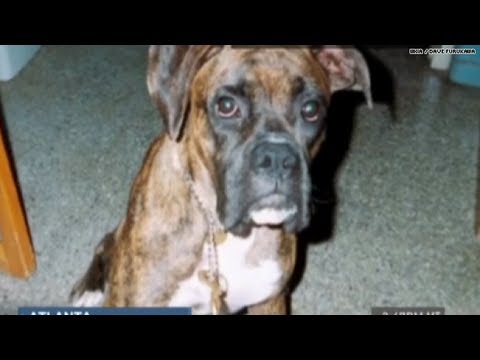 Hero dog dies saving boy from moving car