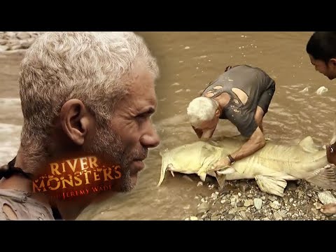 Catching A MONSTER Goonch Catfish | CATFISH | River Monsters