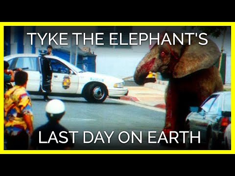 Tyke the Elephant&#039;s Last Day on Earth