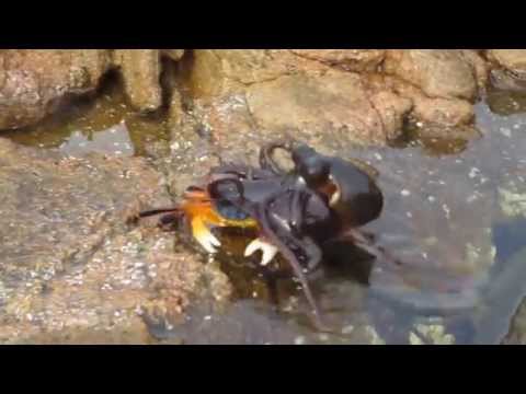 Octopus gets crabby in Yallingup