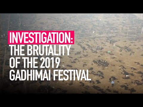 INVESTIGATION: The Brutality of the 2019 Gadhimai Festival