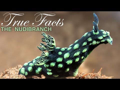 True Facts: Freaky Nudibranchs
