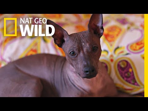 This Ugly-Cute Hairless Dog Has a Surprising History | Nat Geo Wild