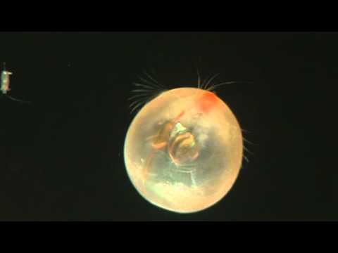 Round animal with car headlamps for eyes - Giant Ostracod