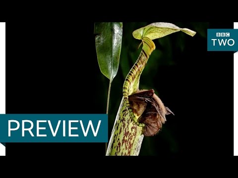 Is this the first bat-eating plant? - Nature&#039;s Weirdest Events: Episode 4 Preview - BBC Two