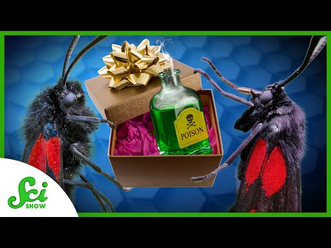 5 Gross Gifts Animals Give Their Mates