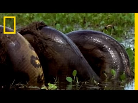 Anaconda vs. Mammal | National Geographic