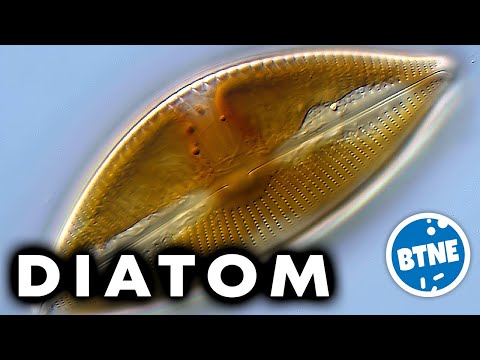 Diatoms Under The Microscope