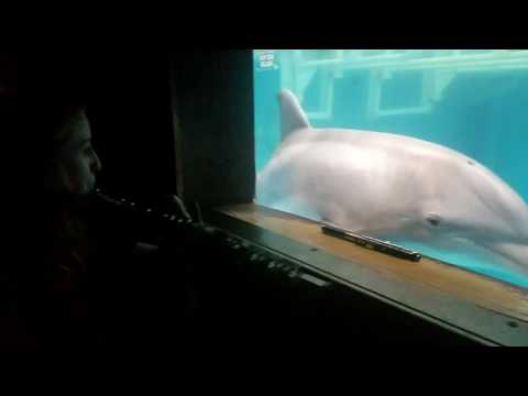 Hope the Dolphin Listens to Flute Music - Underwater Enrichment