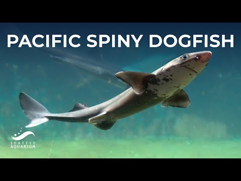All About Pacific Spiny Dogfish - Shark and Ray Awareness Day